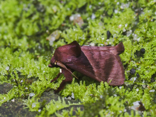 Birthamoides