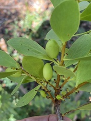 Persoonia elliptica