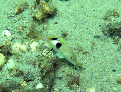 Parupeneus pleurostigma