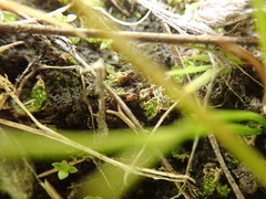 Fossombronia longiseta