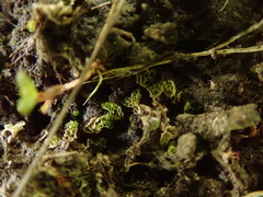 Fossombronia longiseta