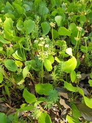 Hydrocotyle vulgaris