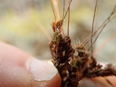 Syntrichia princeps
