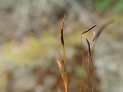 Syntrichia princeps