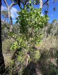 Persoonia elliptica