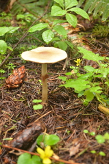 Agrocybe acericola
