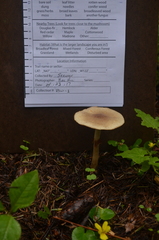 Agrocybe acericola