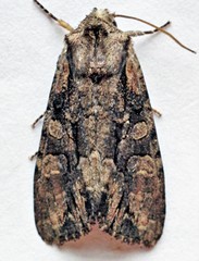 Lacanobia subjuncta