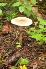 Agrocybe acericola