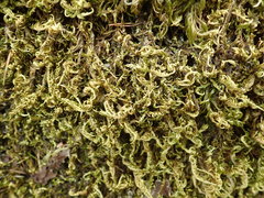 Homalothecium aureum