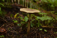 Agrocybe acericola