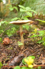 Agrocybe acericola