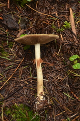 Agrocybe acericola