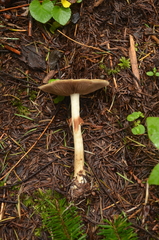 Agrocybe acericola