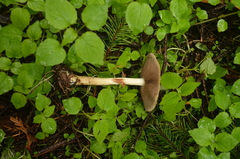 Agrocybe acericola