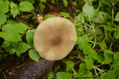 Agrocybe acericola