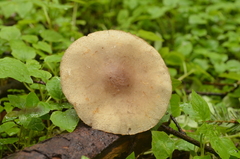 Agrocybe acericola
