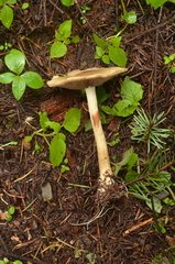 Agrocybe acericola