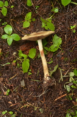 Agrocybe acericola