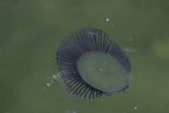 Aequorea forskalea