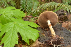 Agrocybe acericola