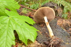 Agrocybe acericola