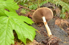 Agrocybe acericola