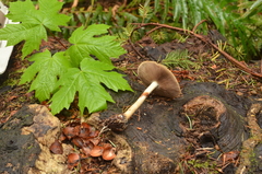 Agrocybe acericola