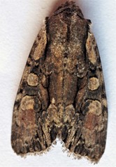 Lacanobia subjuncta