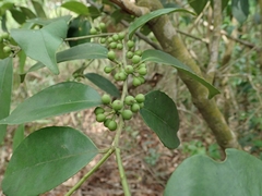 Ilex formosana