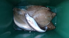 Merlangius merlangus