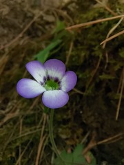 Pinguicula martinezii