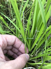 Carex corrugata