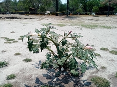Datura ceratocaula