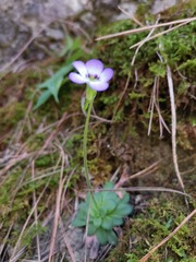 Pinguicula martinezii