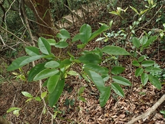 Dalbergia benthamii