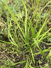 Carex corrugata