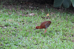 Rallina fasciata