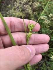 Carex corrugata