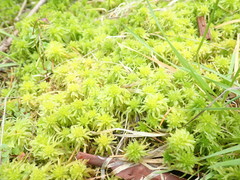 Sphagnum mendocinum
