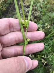 Carex corrugata