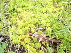 Sphagnum mendocinum