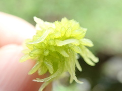 Sphagnum mendocinum