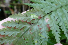 Asplenium bulbiferum x a flaccidum