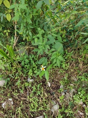 Bidens pilosa