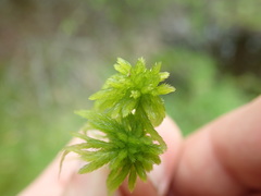 Sphagnum mendocinum