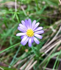 Brachyscome multifida