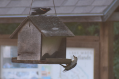 Melanerpes carolinus