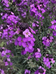 Erysimum linifolium