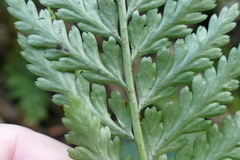 Asplenium bulbiferum x a flaccidum